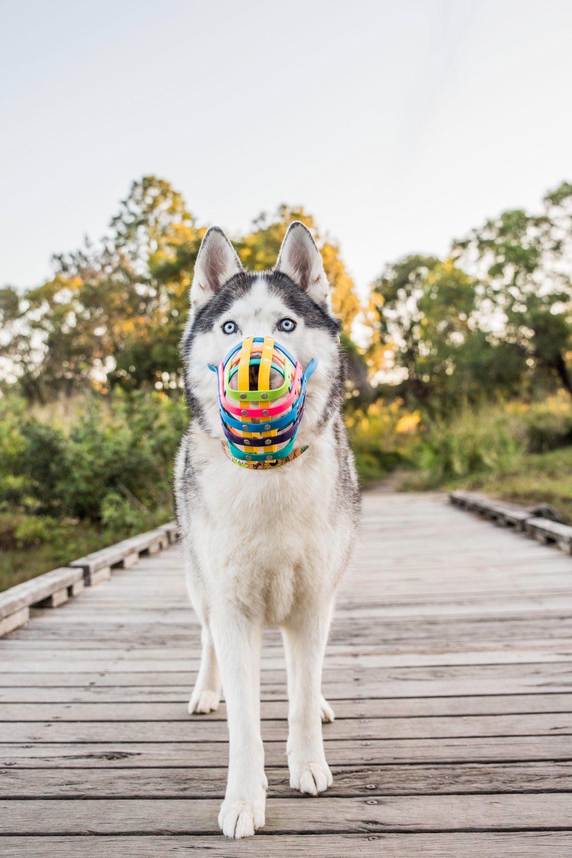 Basket Style Biothane Muzzle - Rainbow Colors - Level Two