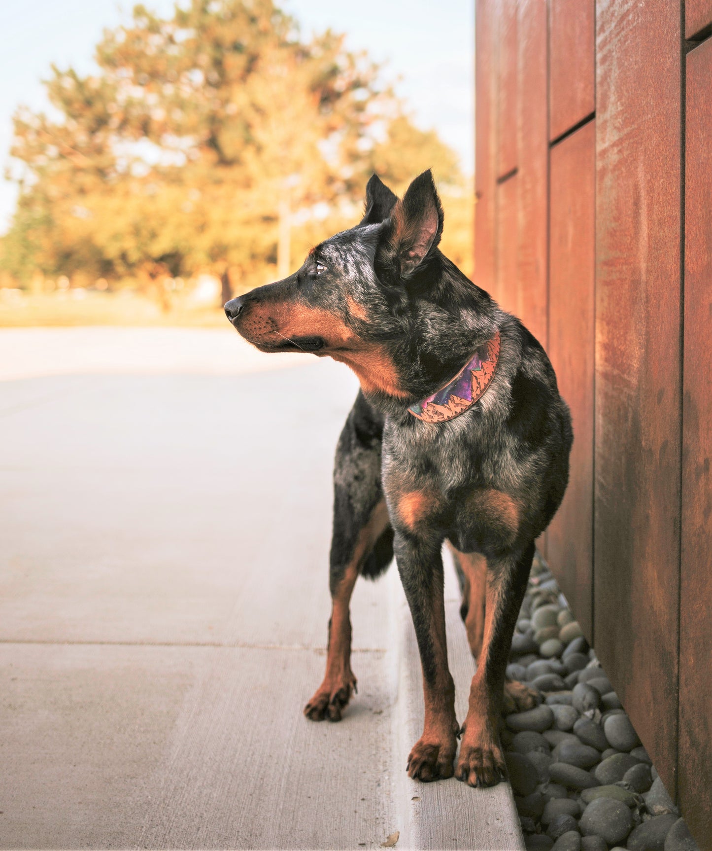 Milky Way Mountains - Leather Dog Collar