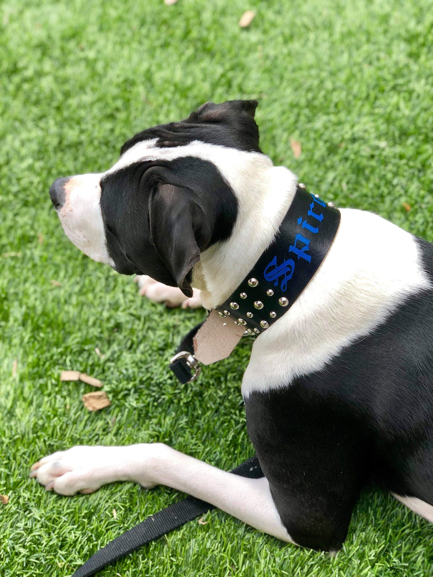 The Stud - Leather Dog Collar