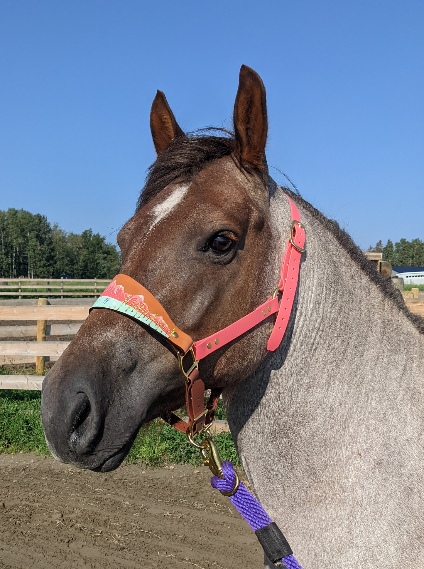 Floral Mountain Biothane Horse Halter with Leather Nose band - Custom Halter - Handmade Bronc Halter