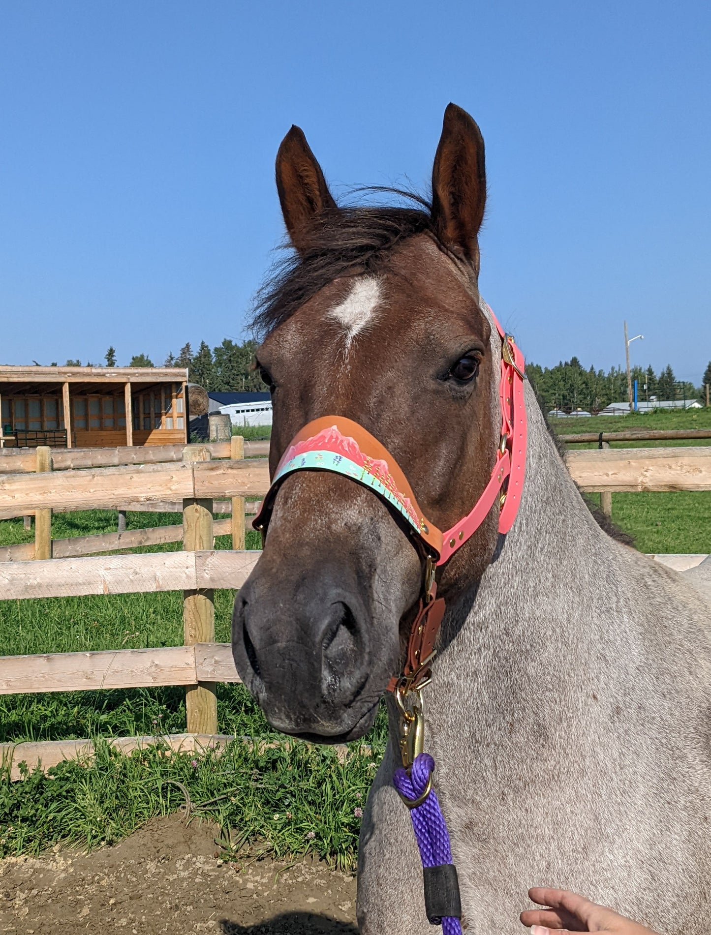 Floral Mountain Biothane Horse Halter with Leather Nose band - Custom Halter - Handmade Bronc Halter