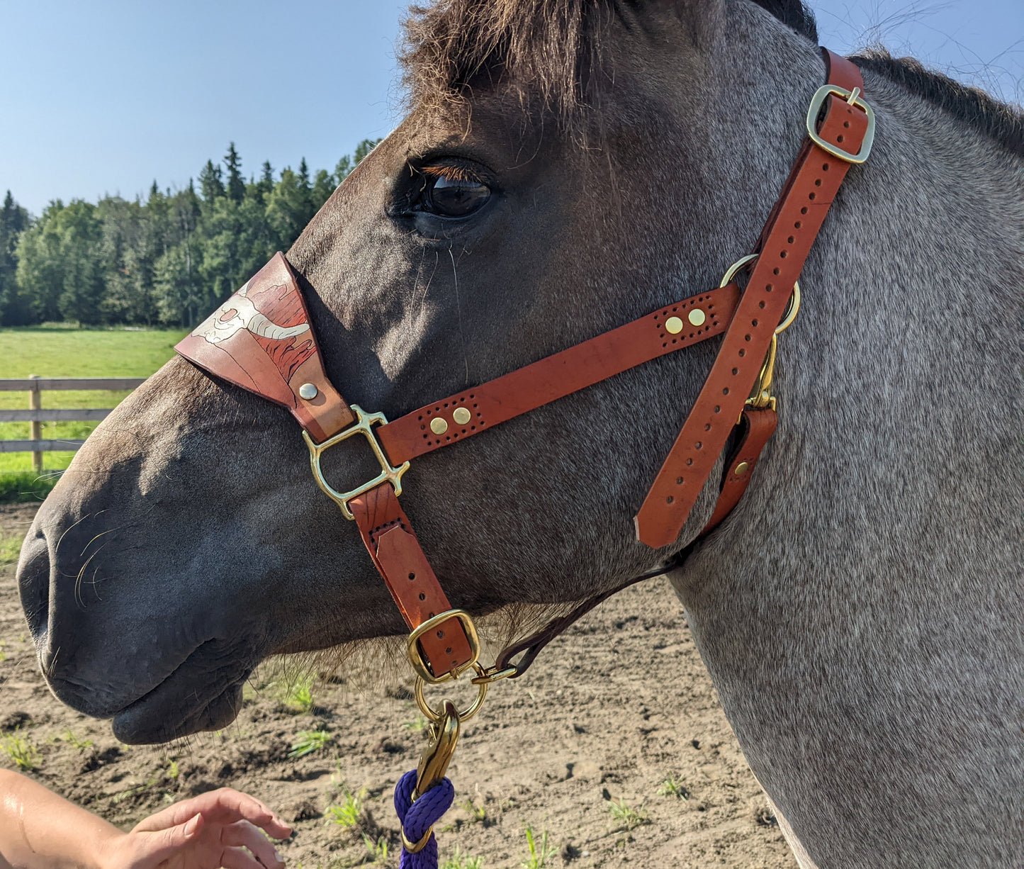 Western Cactus  Leather Horse Halter- Custom Halter - Handmade Bronc Halter