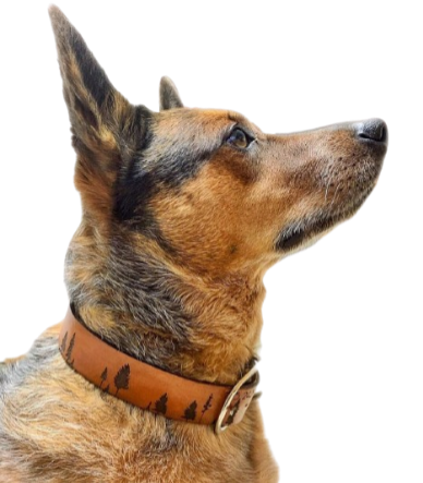 Pinaceae Silhouette - Leather Dog Collar