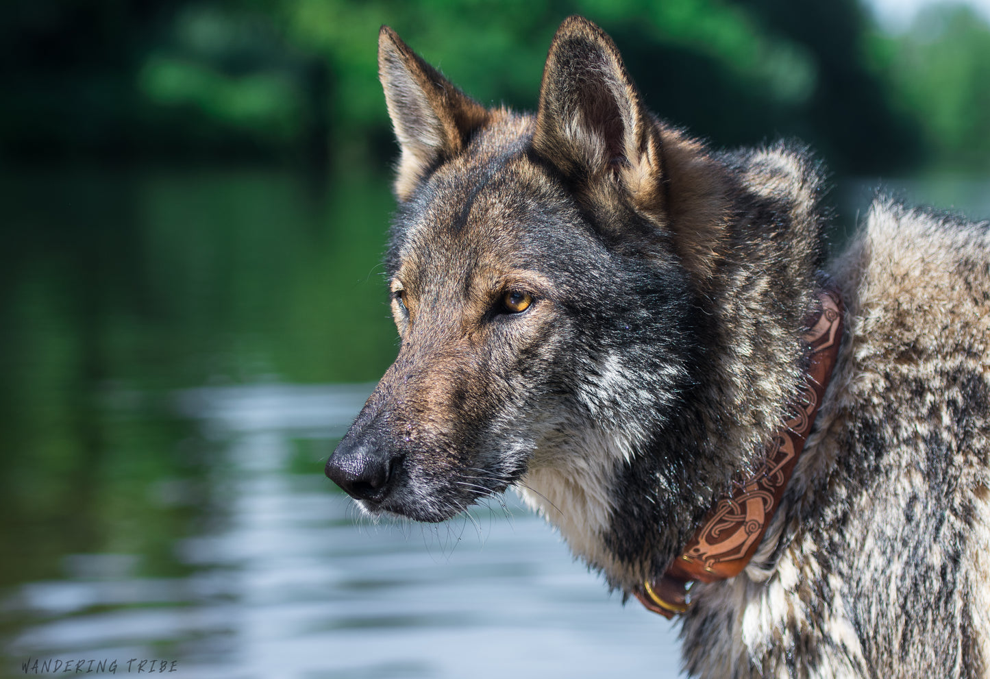 The Fenrir - Leather Dog Collar