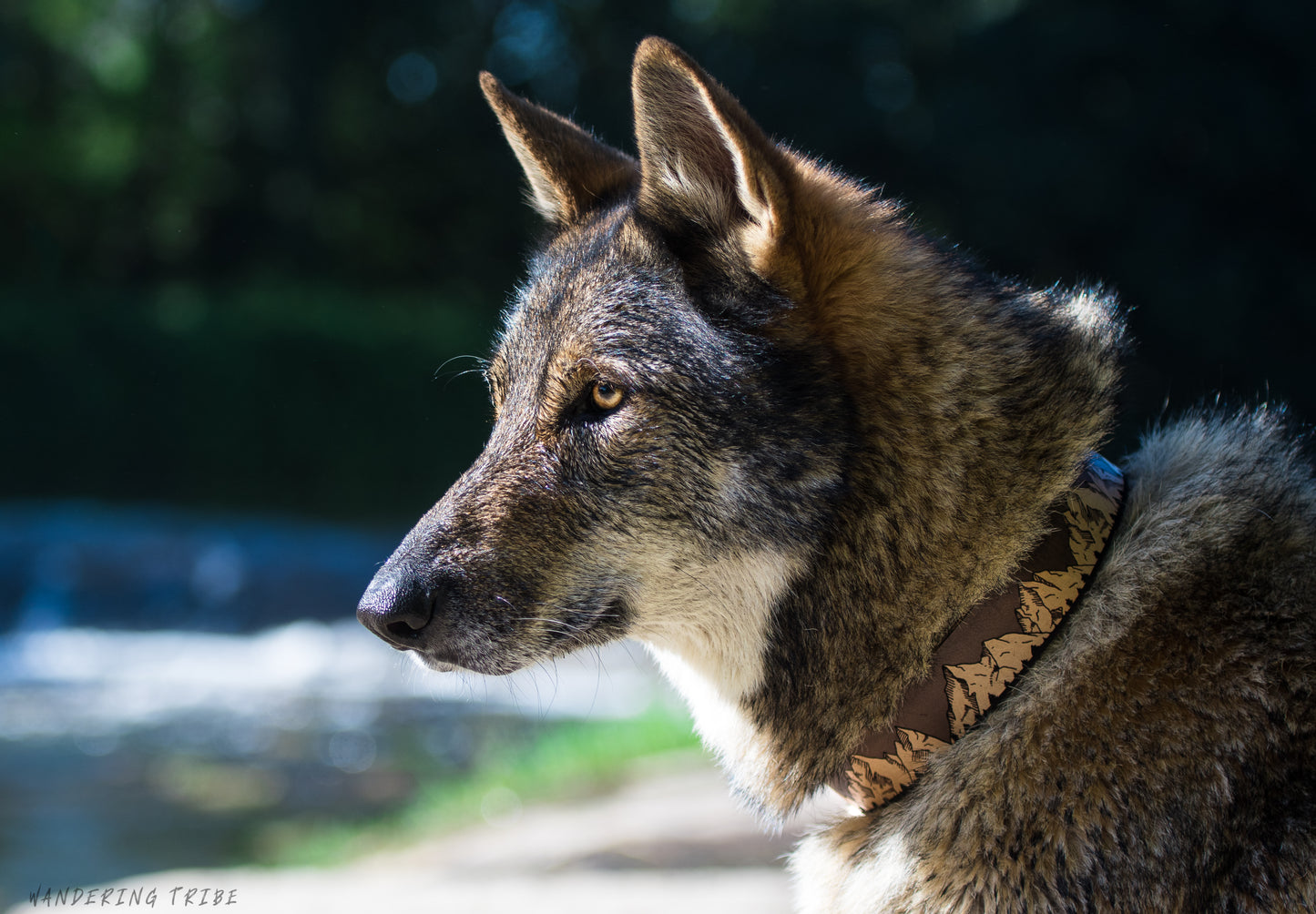 The Rockies - Leather Dog Collar