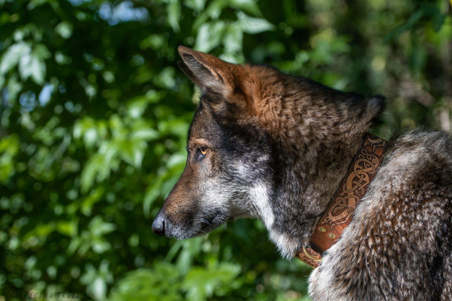 The Fenrir - Leather Dog Collar