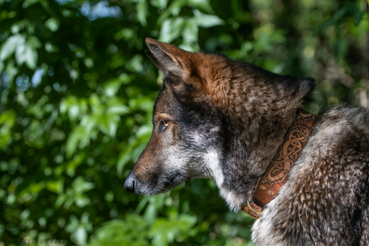 The Fenrir - Leather Dog Collar