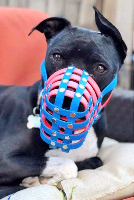 Basket Style Biothane Muzzle - Choose your Colors - Level Two
