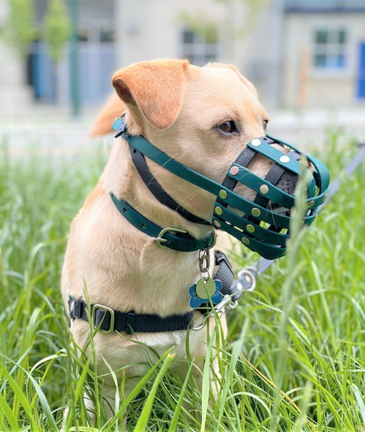 Basket Style Biothane Muzzle - Choose your Colors - Level Two