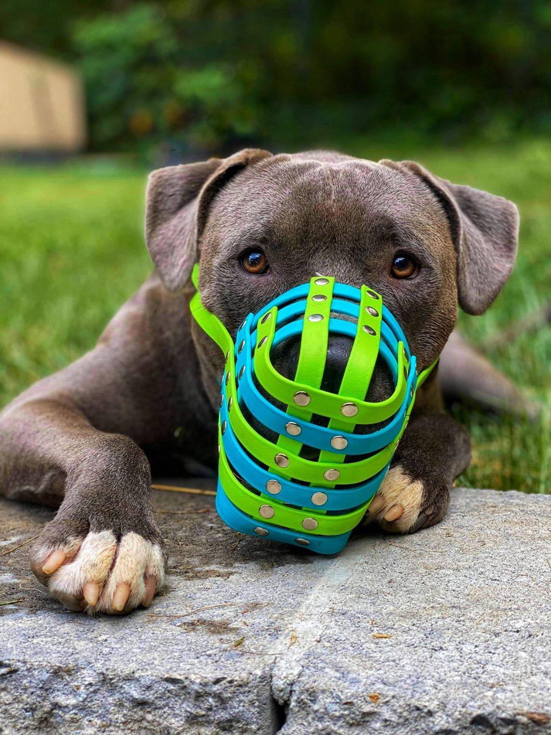 Basket Style Biothane Muzzle - Choose your Colors - Level Three