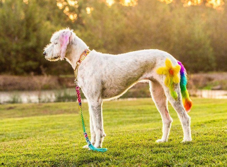 Flower Child - Leather Martingale Collar