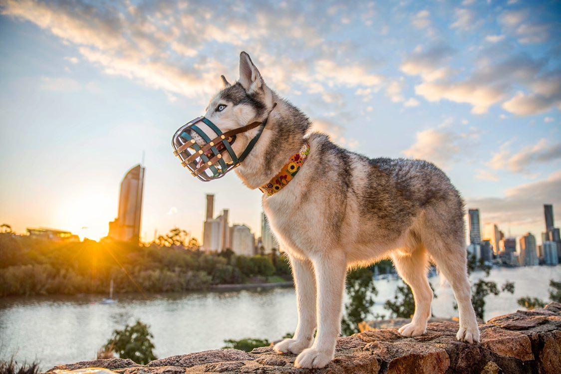 Flower Child - Leather Dog Collar
