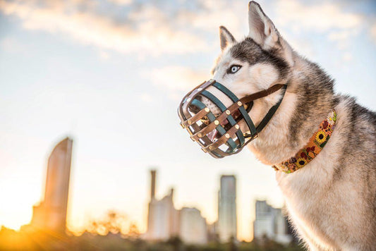 Flower Child - Leather Martingale Collar