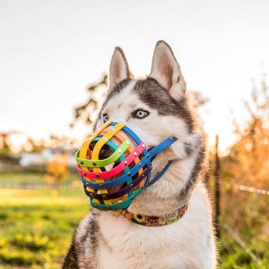 Basket Style Biothane Muzzle - Rainbow Colors - Level Two