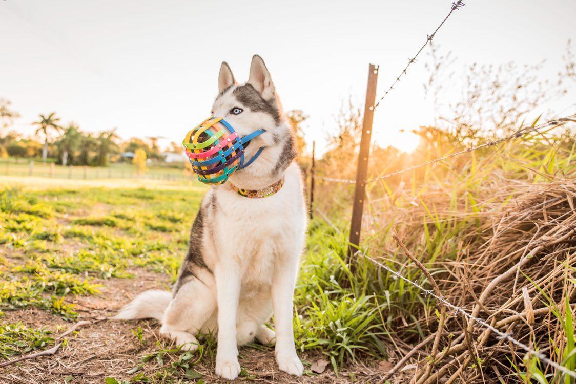 Basket Style Biothane Muzzle - Rainbow Colors - Level Two