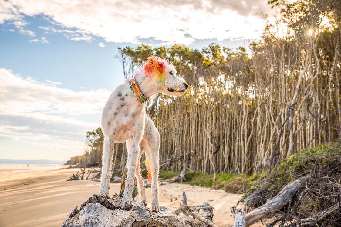 Abstract - Leather Dog Collar