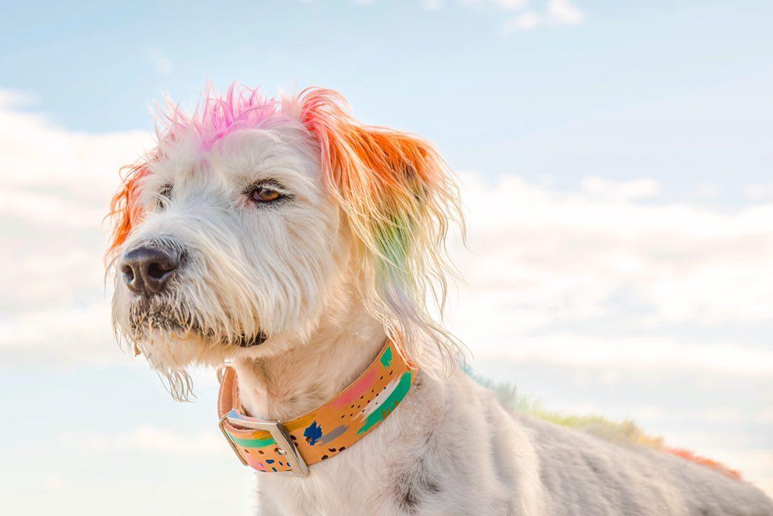 Abstract - Leather Dog Collar