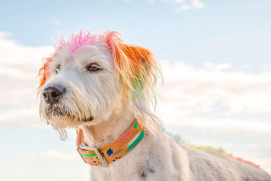 Abstract - Leather Dog Collar