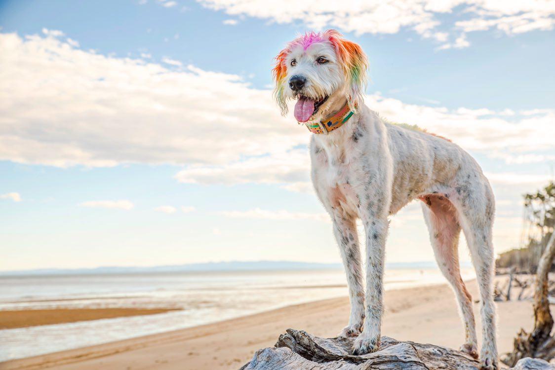 Abstract - Leather Dog Collar