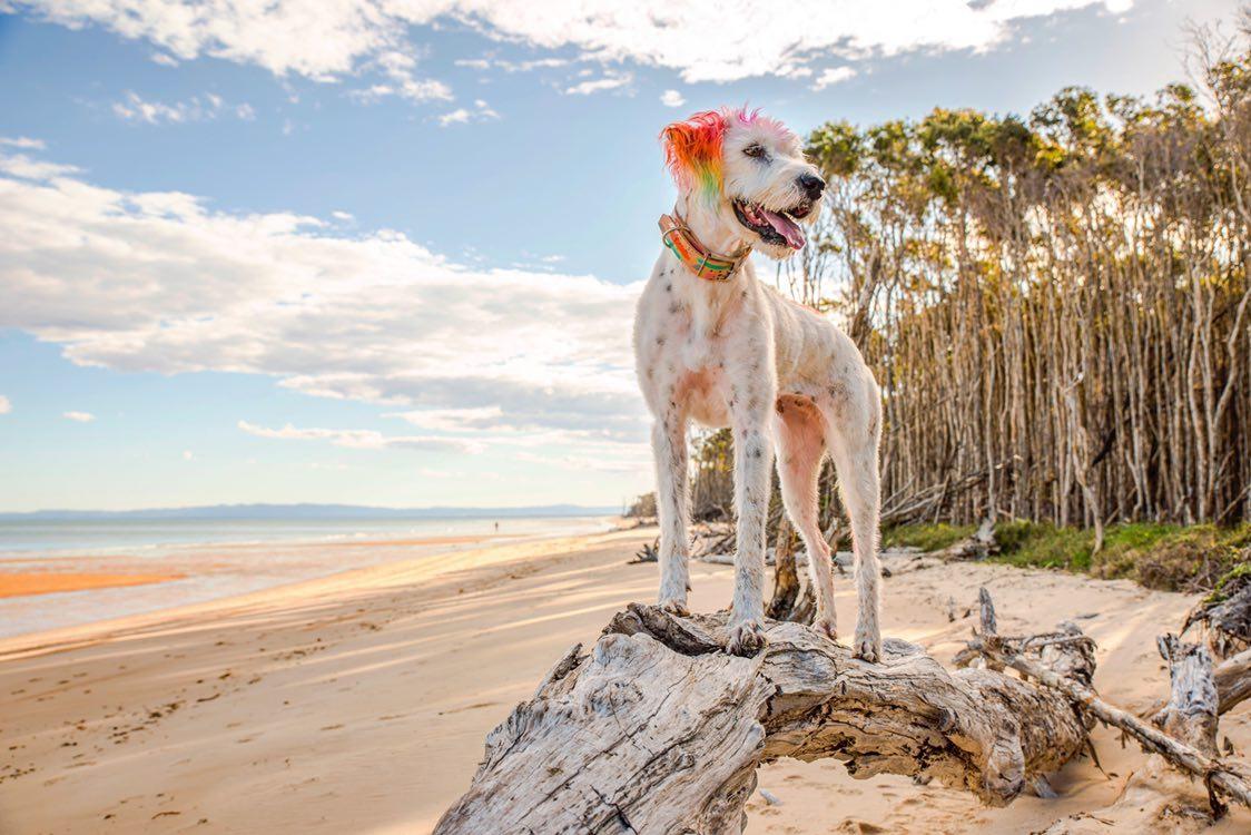 Abstract - Leather Dog Collar