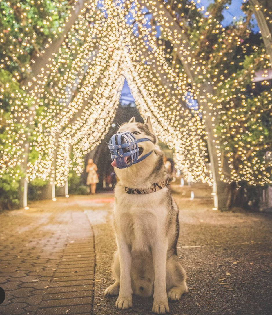 Basket Style Biothane Muzzle - Choose your Colors - Level One