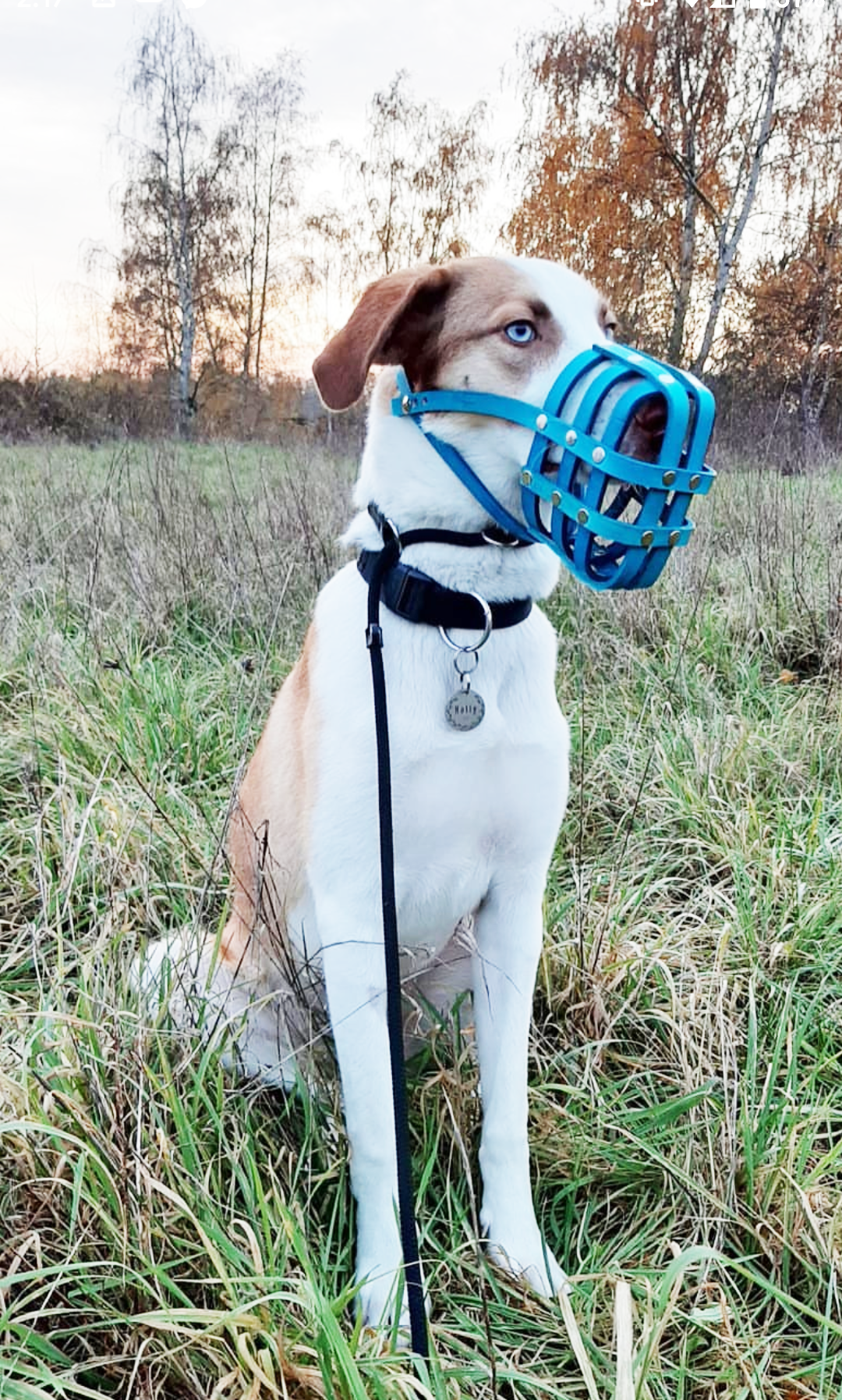 Basket Style Leather Muzzle - Choose Your Colors - Level One
