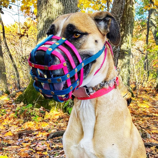 Basket Style Leather Muzzle - Choose Your Colors - Level One