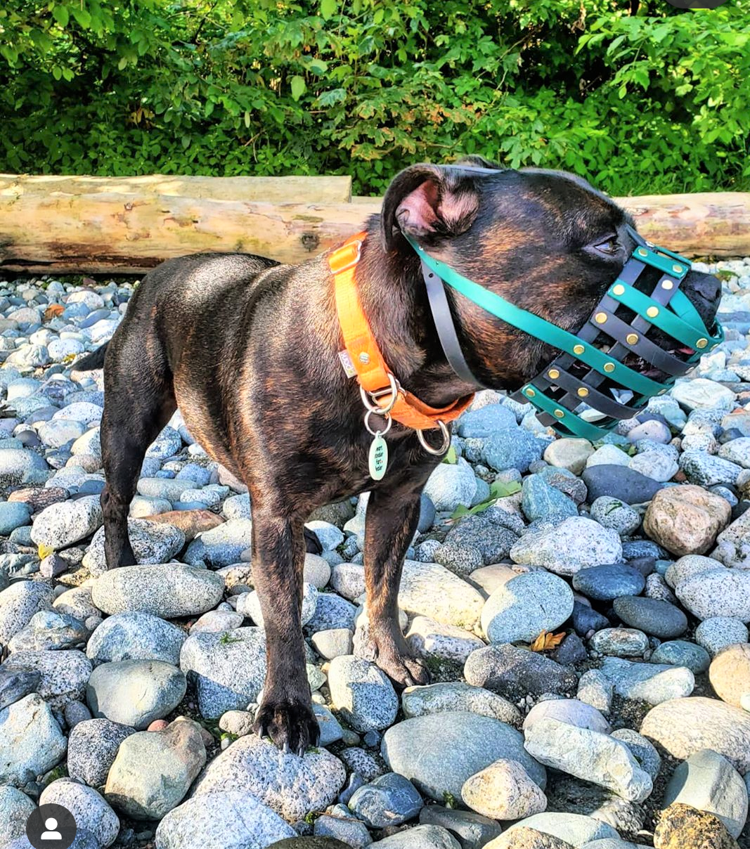 Basket Style Biothane Muzzle with Open Nose - Choose your Colors - Level Two