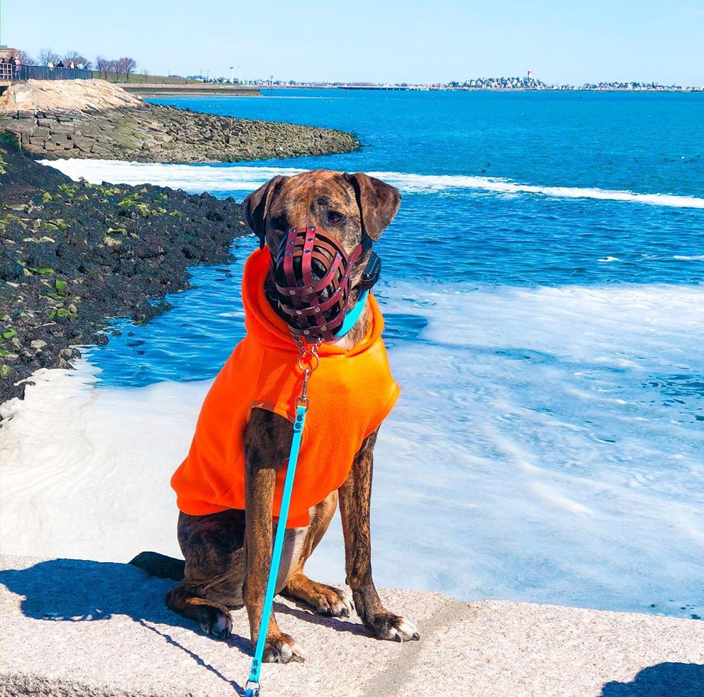 Basket Style Leather Muzzle - Choose Your Colors - Level One