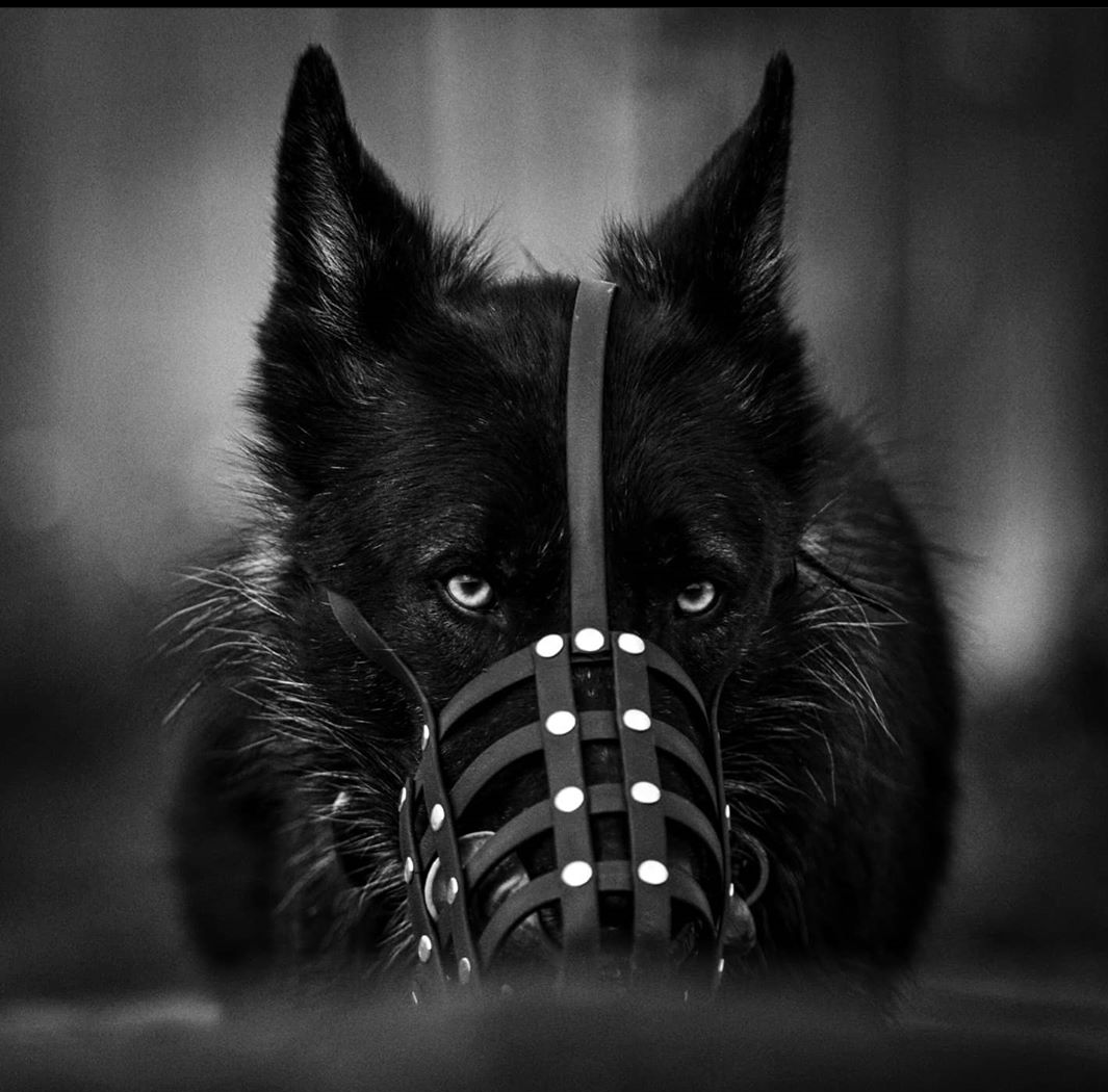 Basket Style Biothane Muzzle with Forehead strap - Choose your Colors - Level One