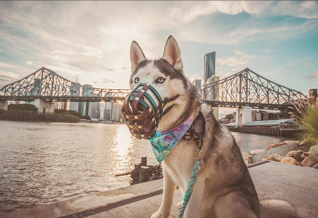 Basket Style Leather Muzzle - Choose Your Colors - Level One