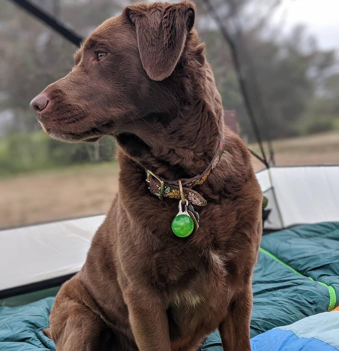Flora - Leather Dog collar