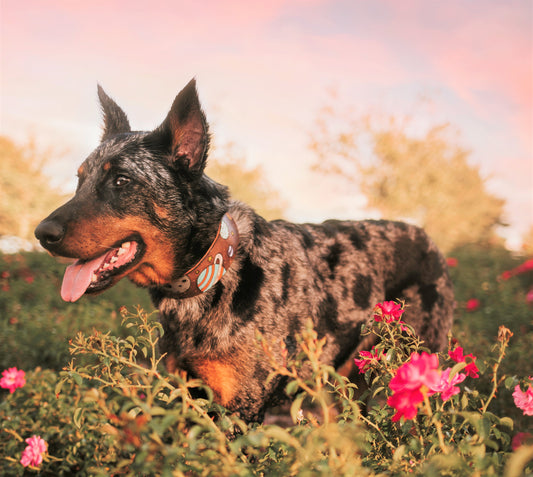 Cosmos - Leather Dog Collar