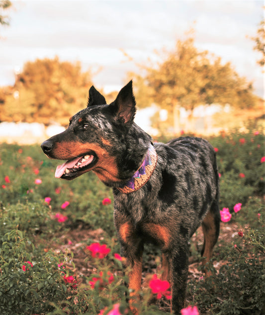 Milky Way Mountains - Leather Dog Collar