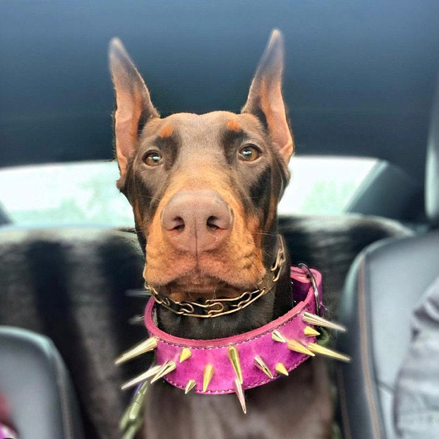 The Spike - Leather Dog Collar