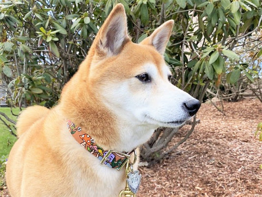 Mushroom Madness - Leather Dog Collar