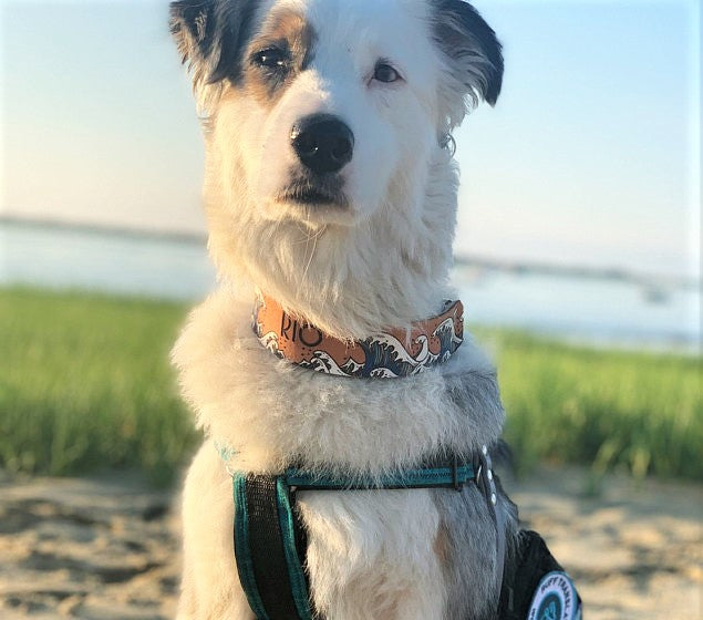 Ukiyo-e Wave - Leather Martingale Collar