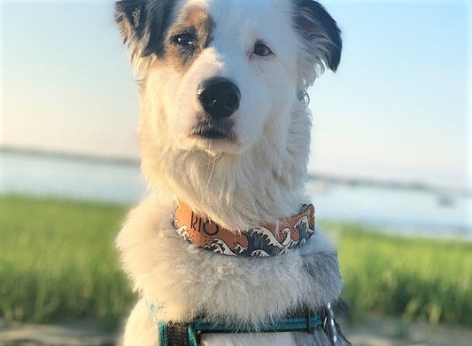 Ukiyo-e Wave - Leather Dog Collar