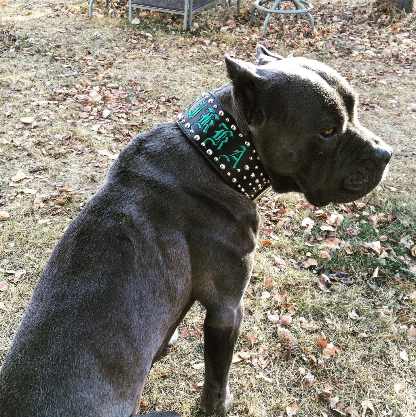 The Tough Stud - Leather Dog Collar