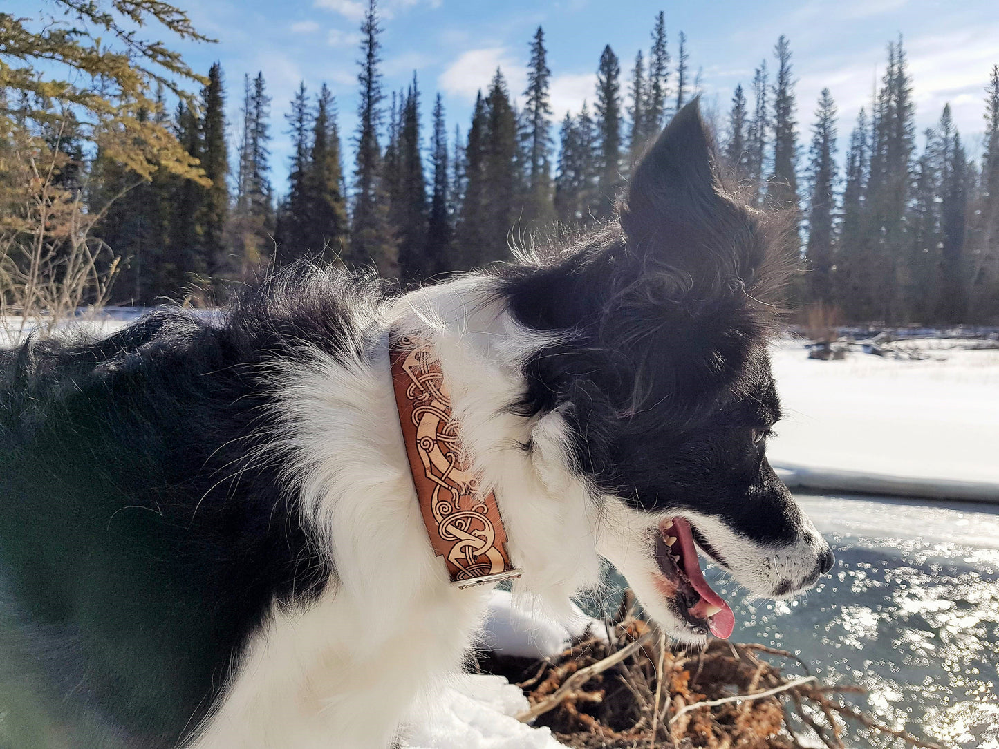 The Fenrir - Leather Dog Collar
