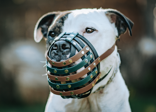 Basket Style Biothane Muzzle with Open Nose - Choose your Colors - Level Two