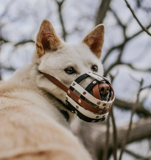 Basket Style Biothane Muzzle with Open Nose  - Level one