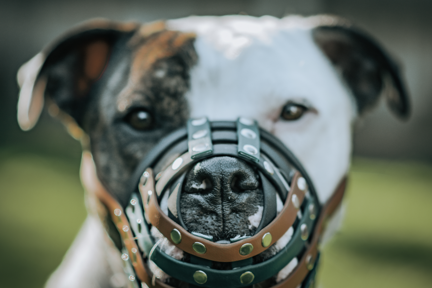 Basket Style Biothane Muzzle with Open Nose - Choose your Colors - Level Two